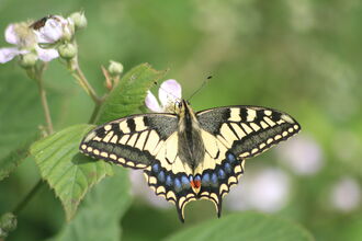 A swallowtail butterfly with wings fully outstretched on blossom on a bush
