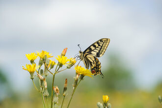 A swallowtail butterfly on yellow flowers. 