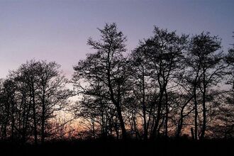 Trees silhouetted at sunset