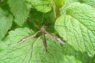A crane fly sitting on green leaves with its legs spread out