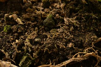 A photo of rich, brown soil containing root and rotted leaf matter