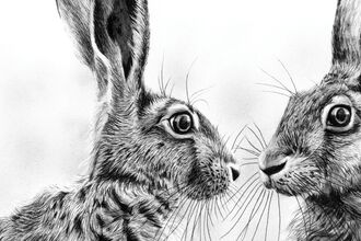 Pen and ink drawing of two hares