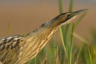 A bittern stalks through reeds