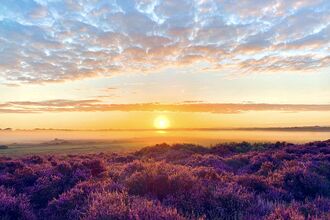 The sun rises over purple heather at NWT Roydon Common