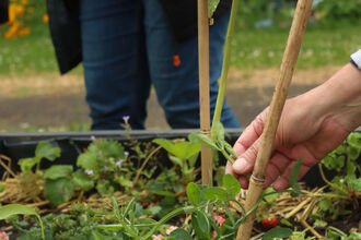 A hand tending to tomato plants in a community raised flower bed. Another person is standing in the background