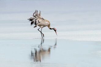 a crane in water