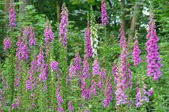 Several tall, purple foxgloves in a meadow with trees behind
