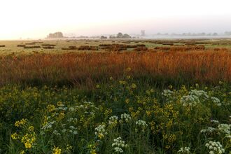 a view across a misty fen