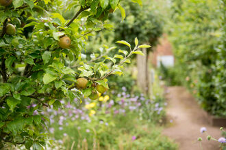 Fruit tress in an orchard with a path alongside leading to a house in the distance