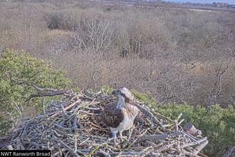 An osprey on a large nest made up of sticks high up in a canopy.