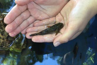 a bullhead fish in a persons hands