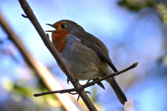 A robin sitting on a branch singing
