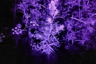 A night time photo of leaves that are purple under ultraviolet light