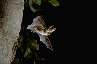 A long-eared bat flying with wings outstretched close to the trunk of a tree