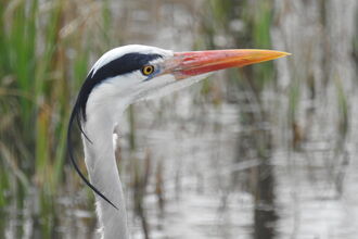 a grey heron's head