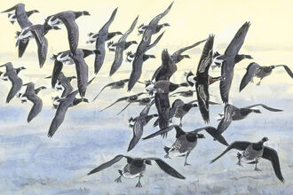 Watercolour featuring a flock of geese flying closely together