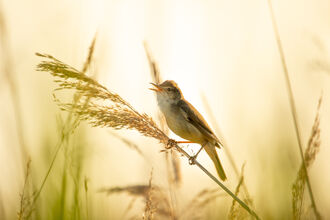 a sedge warbler singing in the reeds