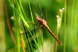 A keeled skimmer with wings outstretched close to green reeds