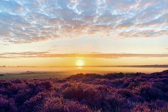 Sunset over the mounds of purple heather at Roydon Common.