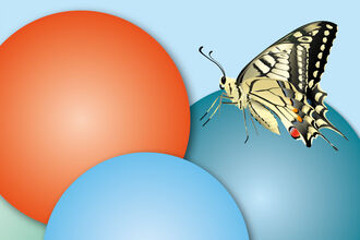 A swallowtail butterfly perches on brightly coloured lotto balls