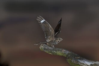 A nightjar with its wings open, standing at the end of a long tree branch