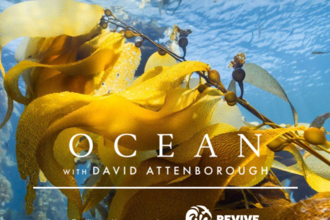 A colourful poster for the screening of the documentary Ocean, with the title and description in white lettering