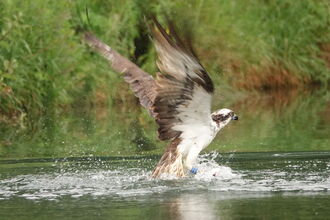 An osprey taking off from the water after catching a fish