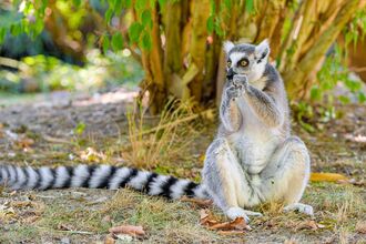 A ring tailed lemur sitting on its haunches beneath a tree