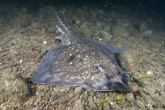 A flat ray on the stony seabed