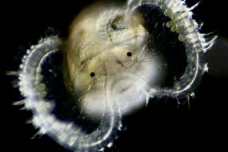 A microscopic plankton against a black background