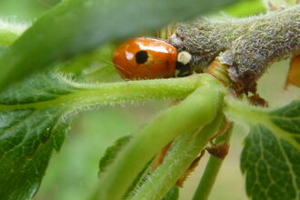 A red ladybird, with one large black spot on its back visible, sits on a green branch