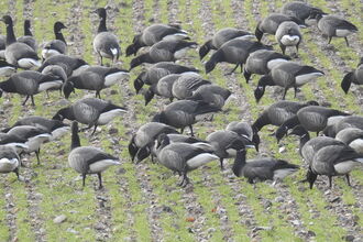 A flock of black, white and grey Brent geese grazing on marshes