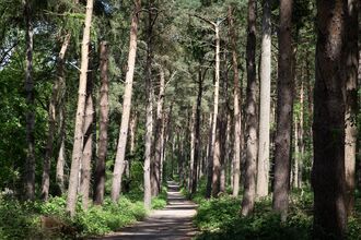 A pathway leading through tall conifers in a woodland setting