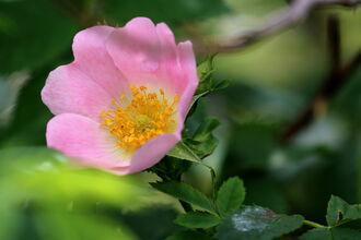 a pink dog rose with green leaves against a blurred background