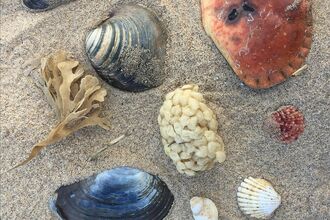 A selection of seashells and seaweed laid out on a sandy beach