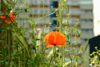 Poppies and wildflowers growing against a backdrop of high-rise flats in Norwich.