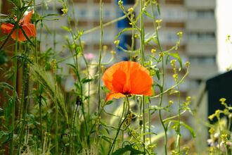 Poppies and wildflowers growing against a backdrop of high-rise flats in Norwich.