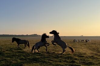 A herd of ponies, with two ponies facing each other on their hind legs