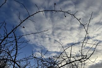 Thin bare branches against a blue sky with white clouds