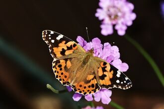 A painted lady butterfly on a flower