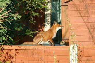 A fox in a garden standing next to a garden shed