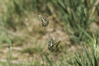 Two swallowtail butterflies flying adjacent to each other, with grass in the background. Their cream and black wings are outstretched as they fly. 