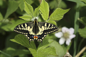 A swallowtail butterfly sits on a green leaf on a sunny day. Its cream and black wings are fully outstretched, showing off its red spots on its tail