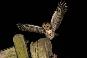 A tawny owl at night with its wings outstretched landing on a wooden fencepost