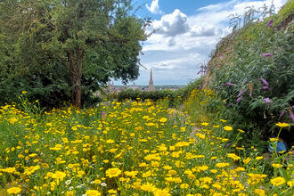 A view across a field of yellow wildflowers, with trees on each side, on a sunny day. The city of Norwich can be seen in the background, with the cathedral spire prominent.