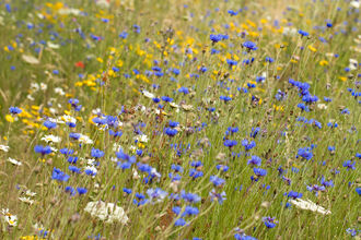 A wildflower meadow with blue, white, yellow and red flowers amongst the grass