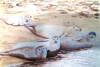 A watercolour painting of a small group of harbour seals lying on a beach close to the sea