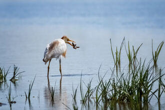 a cattle egret eating a fish in the reeds
