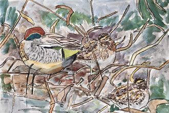 A sketch of a group of teal roosting among foliage