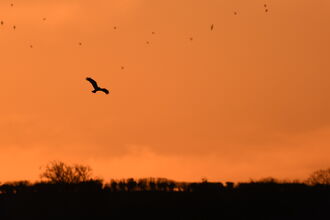 A silhouetted marsh harrier flying against an orange sunset sky